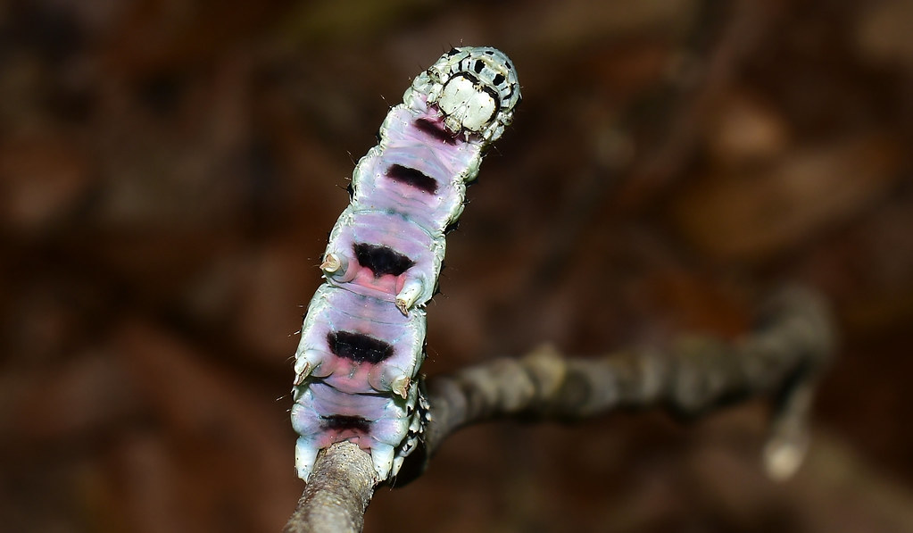 I'm Really 'Lichen' This Birthday Hike Guest~ Ilia Underwing Moth Caterpillar (Lichen Form)  (Catocala ilia)