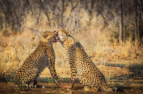 africa grooming lick sophienhof friendship namibia couple tongue cheetah camouflage spots wildlife love animal kuneneregion na