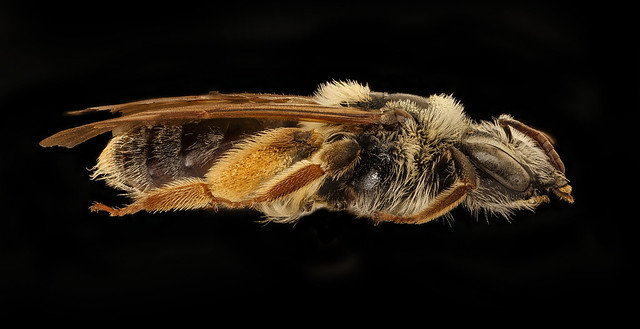 Andrena wilmattae, f, right, Pennington Co., SD_2018-08-10-13.48.53 ZS PMax UDR