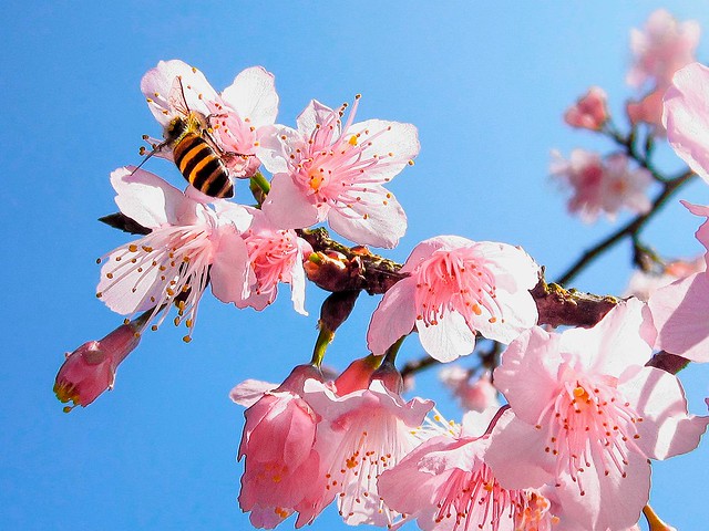 山櫻花（Prnus campanulata）
