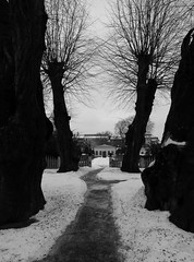 Linnaeus Garden in winter_03