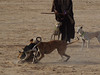 Festival International du Sahara: berberský pes sluga a lov na pouštní lišku, foto: Petr Nejedlý