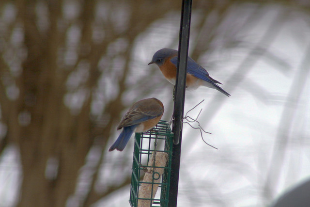 January Bluebirds IMG_1571