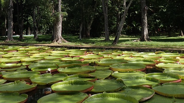 Pamplemousses- Botanic Garden Giant WaterLily Pond