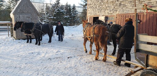 newross novascotia museum horse