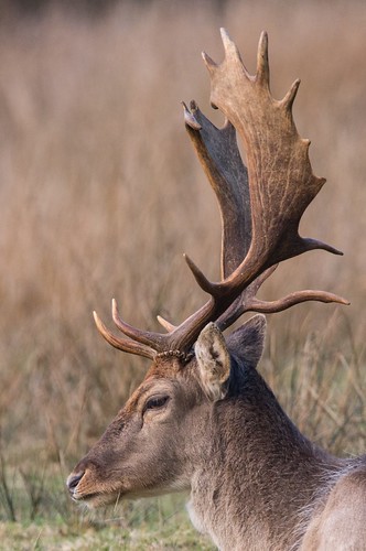Fallow Deer Dama dama Portrait | by Barbara Evans 7