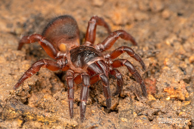 Cork-lid trapdoor spider (Cyclocosmia sp.) - DSC_0943