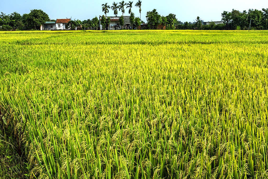Rice fields on 4-12-19--Ea Kly 2