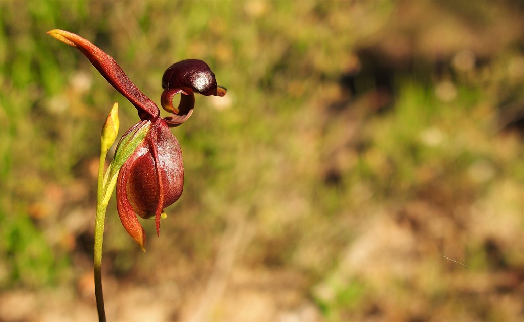 Wonder why it's called a Flying Duck Orchid?  Victoria, Australia
