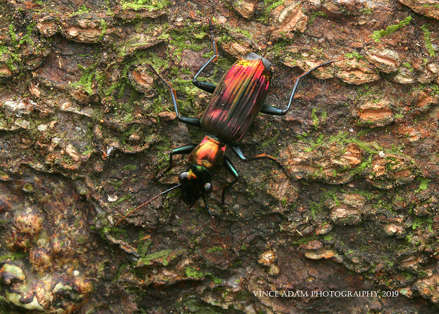 IMG_7321-1(W) Metalic Ground Beetle (ID unknown)