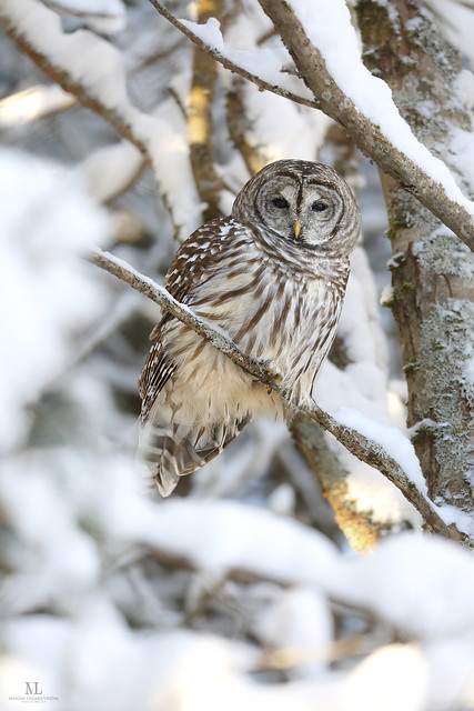 Barred owl - Chouette rayée - Strix varia