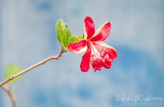 Flower Photos | Hibiscus