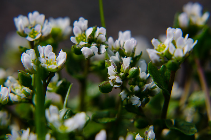 Roadside scurvy grass
