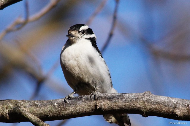 Downy Woodpecker Female