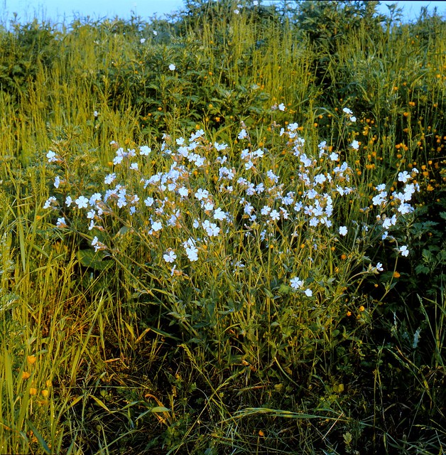 Silene latifolia  POIR.  subsp. alba  (MILL.) GREUTER & BURDETBreitblättrige Lichtnelke, Weiße Nachtnelke, Weißes Leimkraut white campion