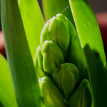 53-Hyacinth