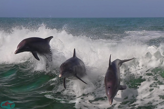 Dolphins having fun