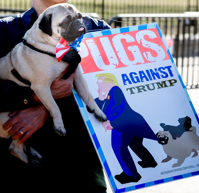 Pugs Protest