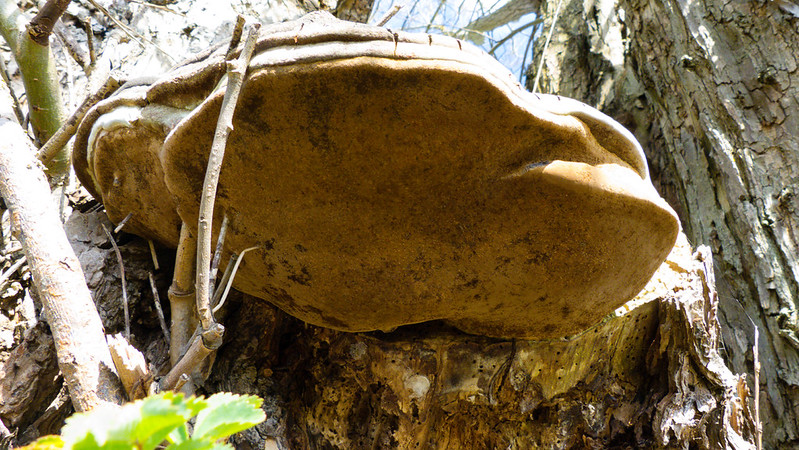 Old willow bracket fungus, Doxey Marshes