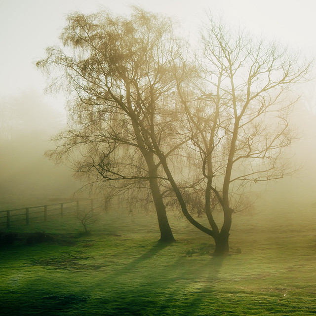 morning mist-