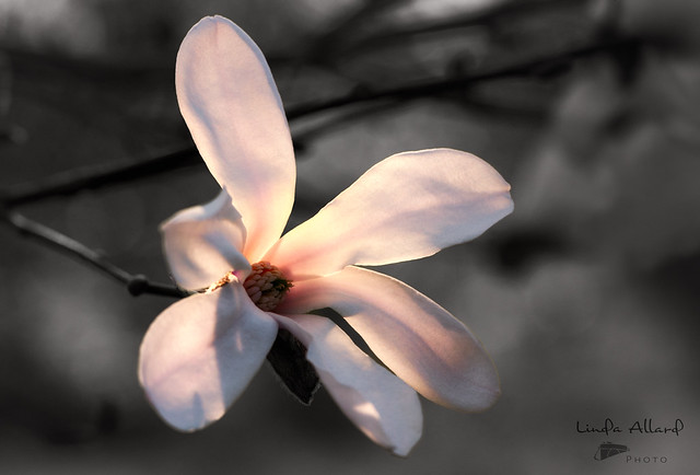 Fleur de Magnolia  /  Bécancour (Québec)