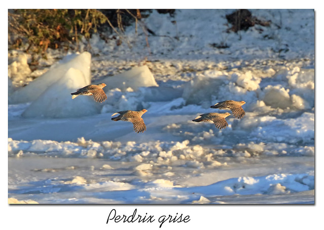 Perdrix grise / Gray Partridge 153A7751