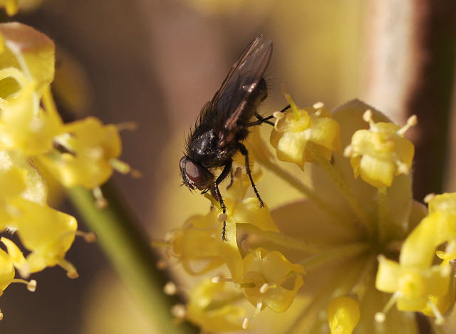 zapylanie derenia przez muchę // the fly pollinates the dogwood