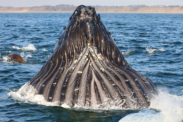Humpback Whales lunge feeding in Monterey Bay, California
