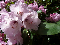 20130530_Ilnacullin-IE_Rhododendron_Cutler_P1480158