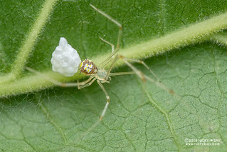 Comb-footed spider (cf. Meotipa sp.) - DSC_1274