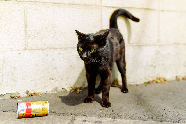 Stray cat lives at Ogimachi Station : 扇町駅で暮らす猫