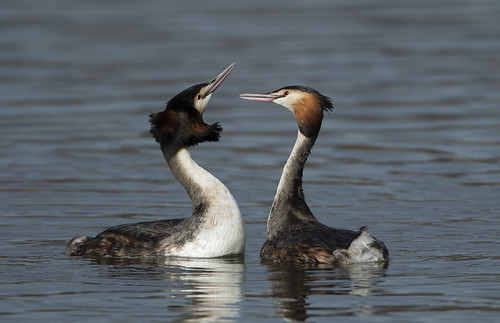 grebe courtship ducks nature wildlife wildlifetrusts