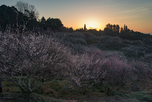 japan 奈良県 奈良市 月ヶ瀬 梅 flower 日の出 sunrise