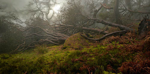 theroaches woods aforest storm gale trees staffordshire mist fog christmasday peakdistrict magical atmospheric breathtakinglandscapes