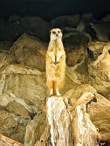 The look out | by debbyeastwood