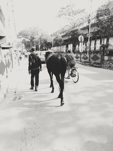 Walking with his horse