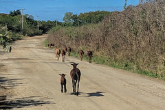 Countryside towards Cienfuegos --> We saw inmense amounts of goats near Pueblo Nuevo. They were everywhere.