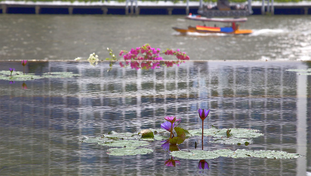Bangkok Hyatt Pond Flower