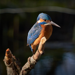 My first ever seen Kingfisher