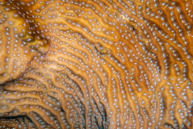 Fragile saucer coral ?