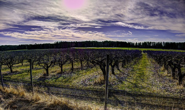 From Todays Nice Bike Ride - Apple Trees