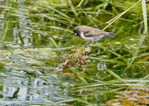 Durban Botanical Gardens