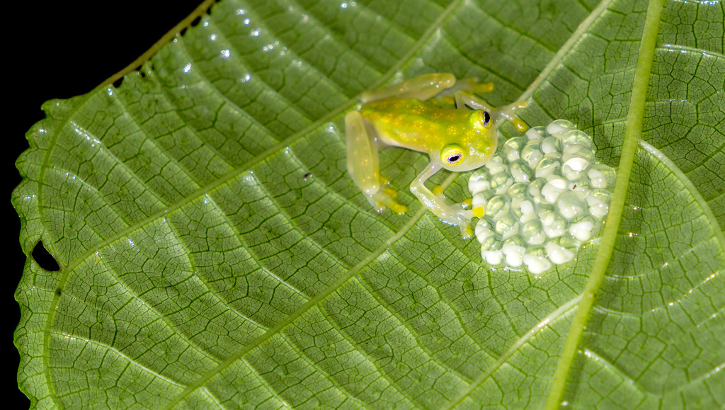 Glass frog defending its eggs