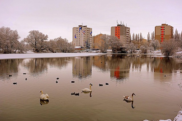 swans and ducks