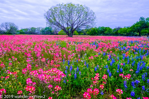 fujixpro2 lemingtexas sandylandbluebonnet texas texaswildflowers bluebonnet flower indianpaintbrush wildflower