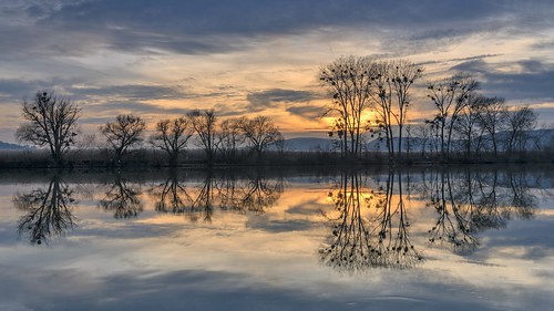 albertwirtz river flus fluss schweich schweichissel trier trierquint spiegelung reflection sunset sunsetsky abendstimmung eveningmood romantisch romantic enchanting enchanted tree pappeln weiden sunsetattheriver nikon d810 landscape paesaggi paysage paisaje campo campagne campagna nature natur natura allemagne germany deutschland rheinlandpfalz rhinelandpalatinate ufer cloud misteln mistletoe willow poplar issel gegenlicht backlight filter haidagnd09softverlauffilter goldenhour goldenestunde twilight mosellevalley moselle eifelsteig moselsteig moselletrail albertwirtzlandscapeandnaturephotography albertwirtzphotography hdr