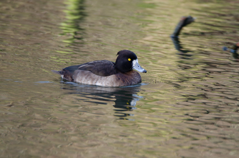 Tufted duck (female)