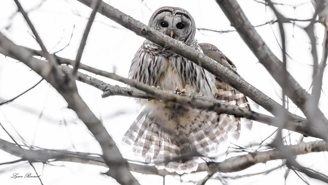 Barred Owl flight-1