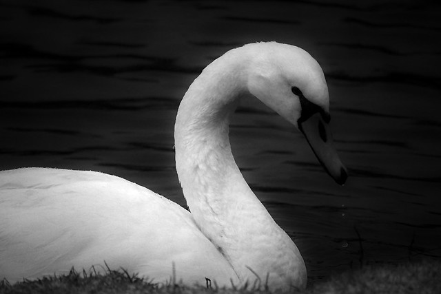 B&W Swan