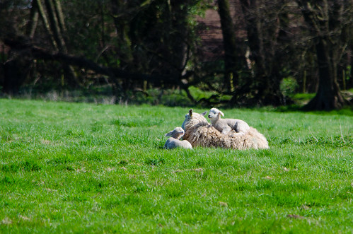Comfortable spot: lambs, Worfield